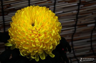 球菊怎么组词 球菊怎么组词