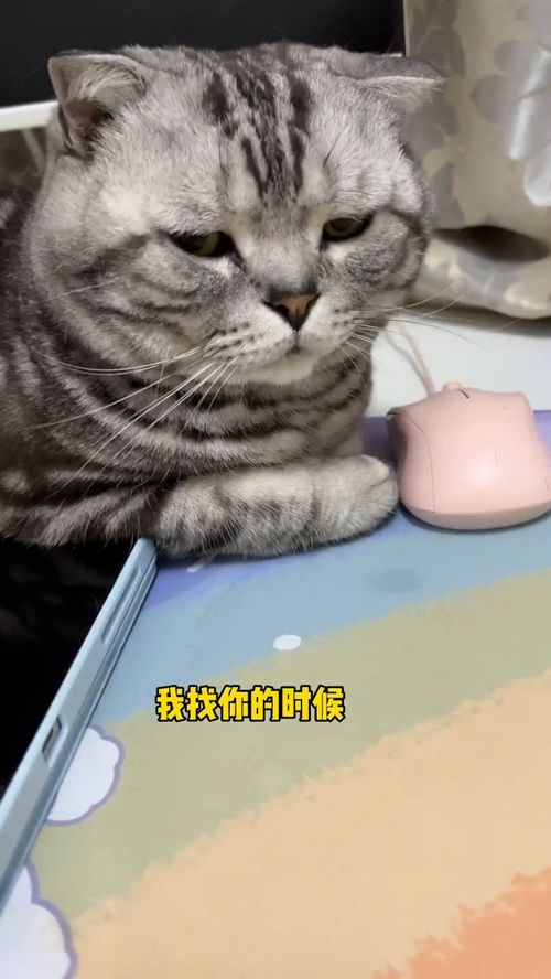猫咪的咪怎么组词