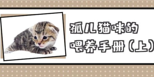 猫咪的咪怎么组词