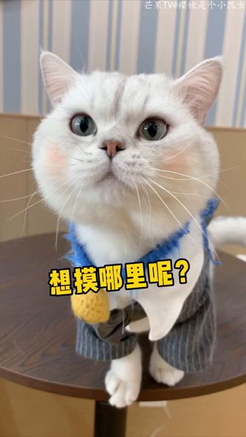 猫咪的咪怎么组词