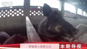 猪的抓怎么组词 猪的抓怎么组词