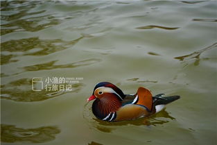 鸳鸯的圈怎么组词