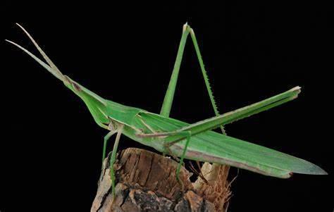 蚂蚱的渣渣怎么组词 蚂蚱的渣渣怎么组词