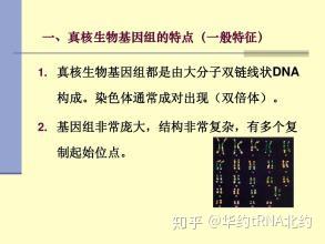 基因间的间怎么组词