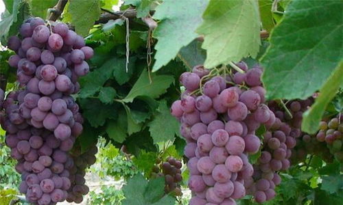 葡萄的图可以怎么组词 葡萄的图可以怎么组词