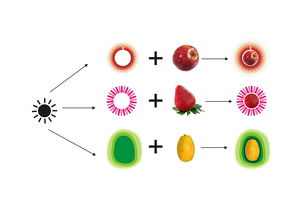 果子的果还可以怎么组词