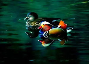 鸳鸯的样怎么组词啊