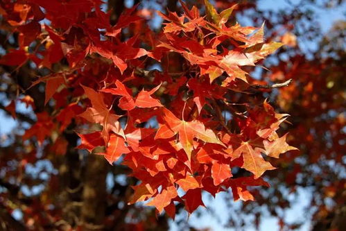 枫枫枫叶的枫怎么组词
