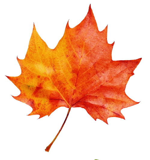 枫枫枫叶的枫怎么组词