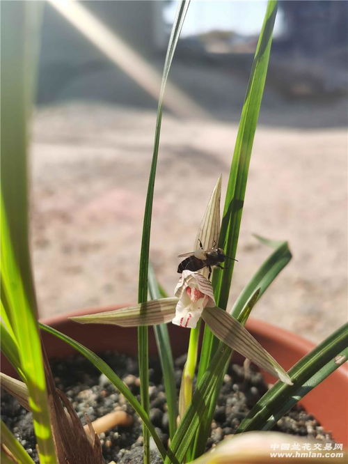 春兰有怎么组词