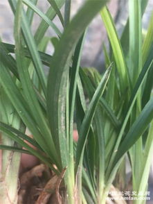 春兰有怎么组词