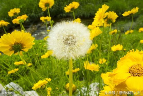 浦蒲公英的蒲怎么组词