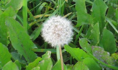 浦蒲公英的蒲怎么组词