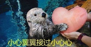 海獭怎么读且组词