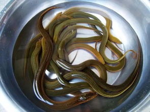 鳝鱼都可以怎么组词