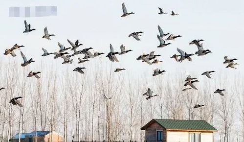 黑压压的鸭可以怎么组词 黑压压的鸭可以怎么组词