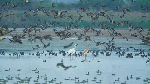 黑压压的鸭可以怎么组词 黑压压的鸭可以怎么组词
