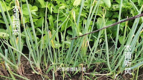 补充葱怎么组词