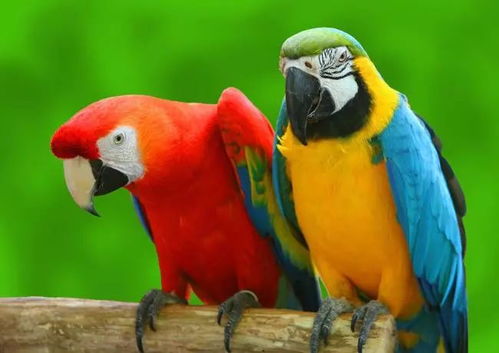 鹦鹉的因可以怎么组词