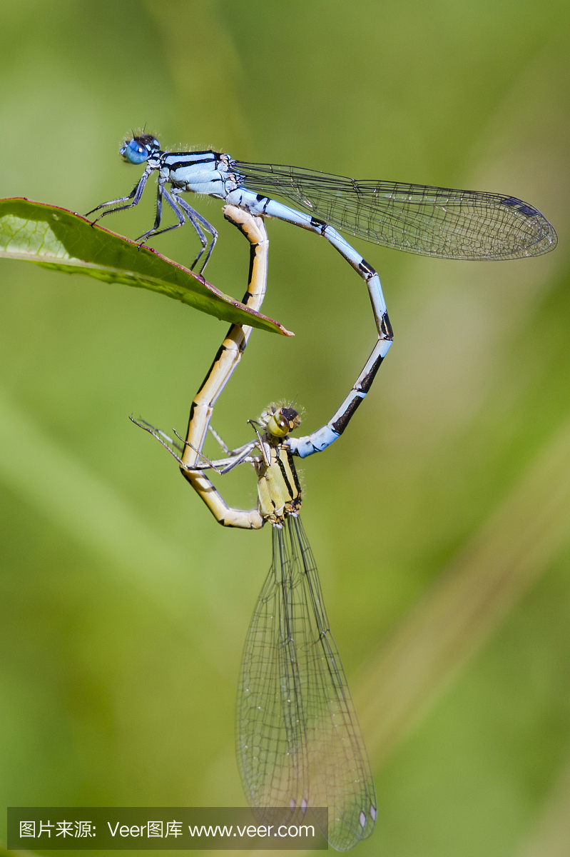 蜻蜓的蜓怎么组词(蜻蜓的蜓怎么组词一年级下册)