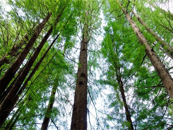 状怎么组词(状怎么组词组)