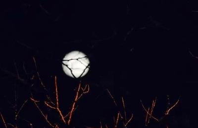 鹊组词组(鹊组词组什么)