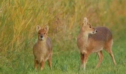 簿怎么组词(簿怎么组词和拼音)