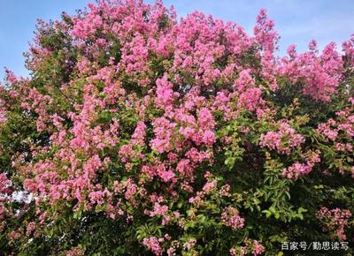 亲组词造句(亲组词造句一年级)