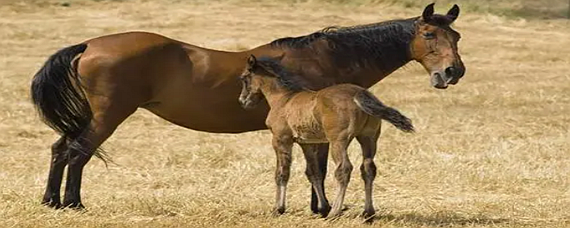 牡的组词(牺的组词)