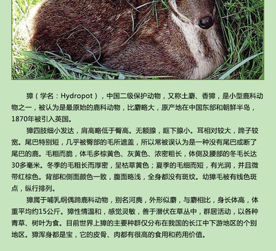 麝组词(麝组词和部首)