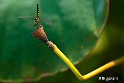 用字怎么组词(用字怎么组词两个字)