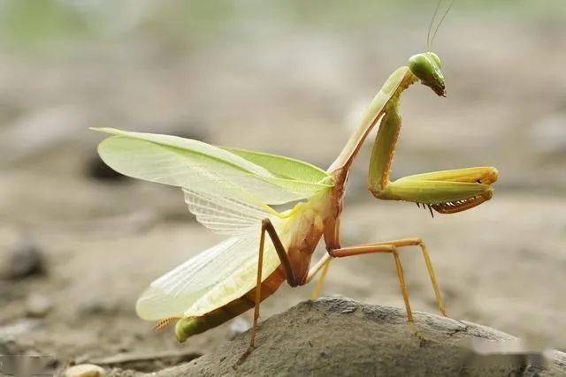 螵组词(deⅰ的组词)