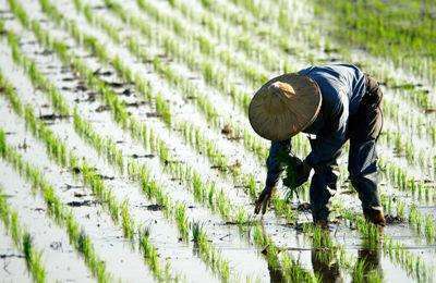 卜卜怎么组词(懦怎么组词)