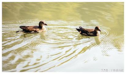 拒绝组词(拒组词)