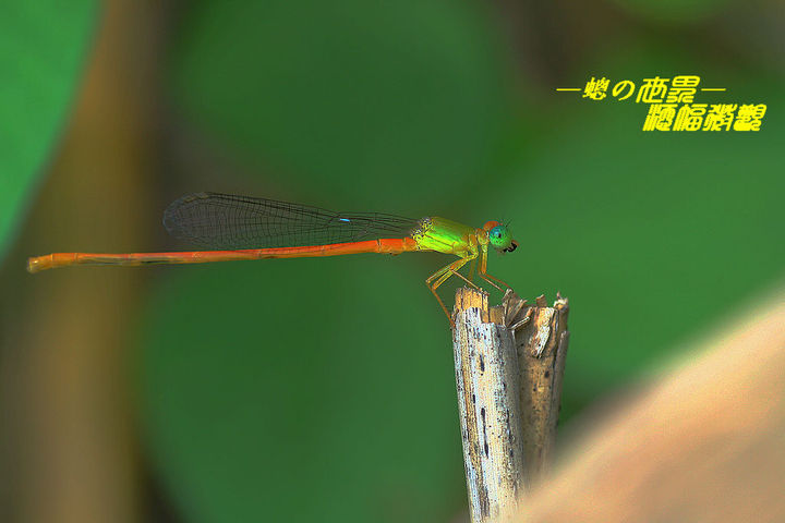 组词蟀(组词蟀怎么组词)