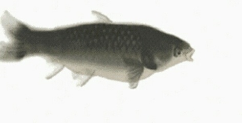 燋组词(燋组词拼音)