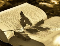 蹈怎么组词(蹭怎么组词)