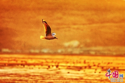 关于组词蹁的信息