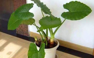 用并组词(并组词组什么词语)