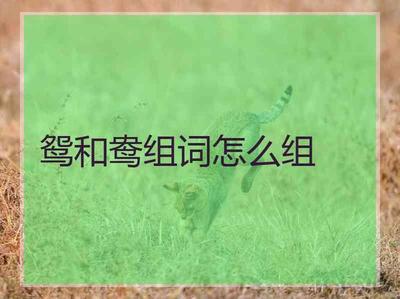 鸯字的组词(鸯字的组词有哪些)