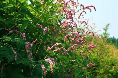 组词蓼(蓼的组词是什么)