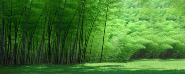 朋的组词有哪些(朋的组词有哪些词)