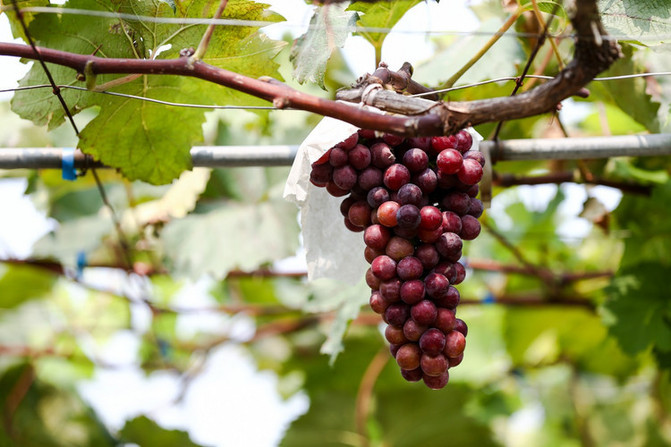 桃子组词(桃子组词四个字)