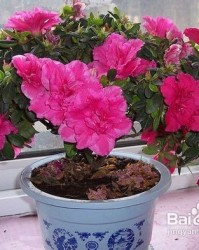 杜鹃花的怎么组词