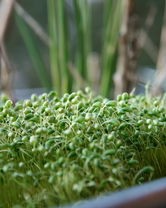 草字旁的牙怎么组词