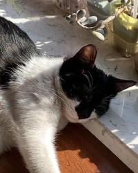 猫怎么组词不是这个吗