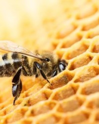 蜜蜂的巢怎么组词