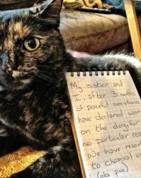 皮猫怎么组词