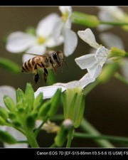 蜂和蜜怎么组词