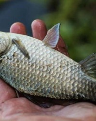 钓的钓怎么组词呢